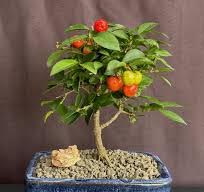 බොන්සායි පැළ