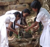 පරිසර කමිටුව