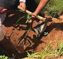 පැළ සිටුවීම