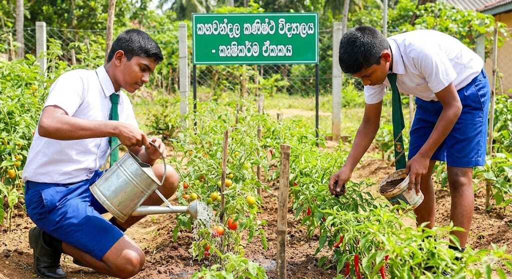 වගා දැනුම