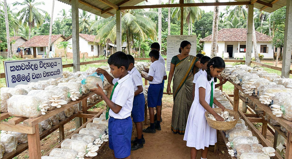 හතු වගාව
