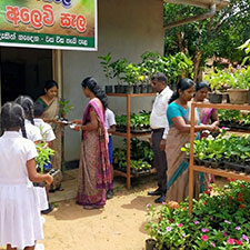 තවාන් පැළ නිෂ්පාදන