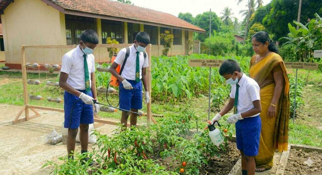 කාබනික පළිබෝධනාශක