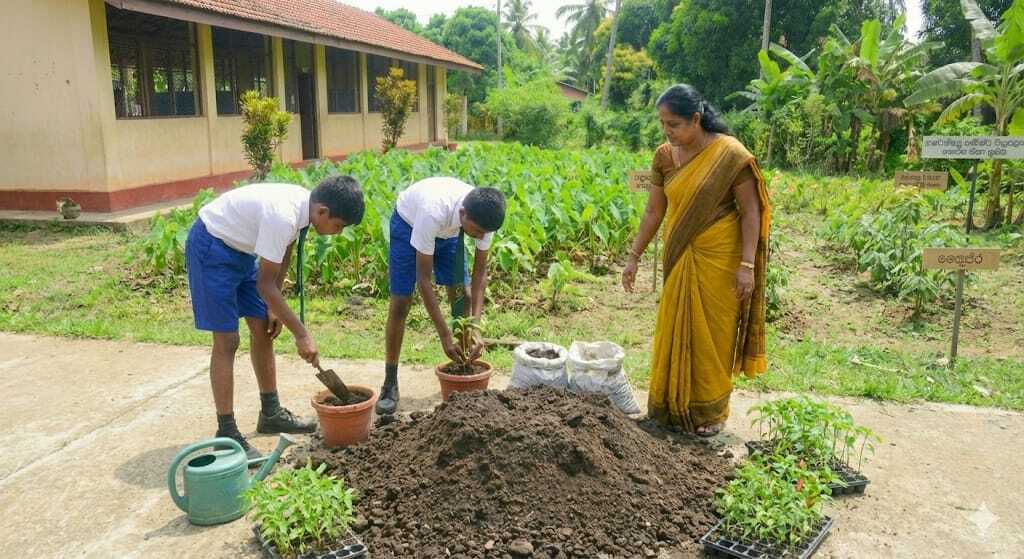 බඳුන්වල වගාව