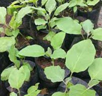 තවාන් පැළ
