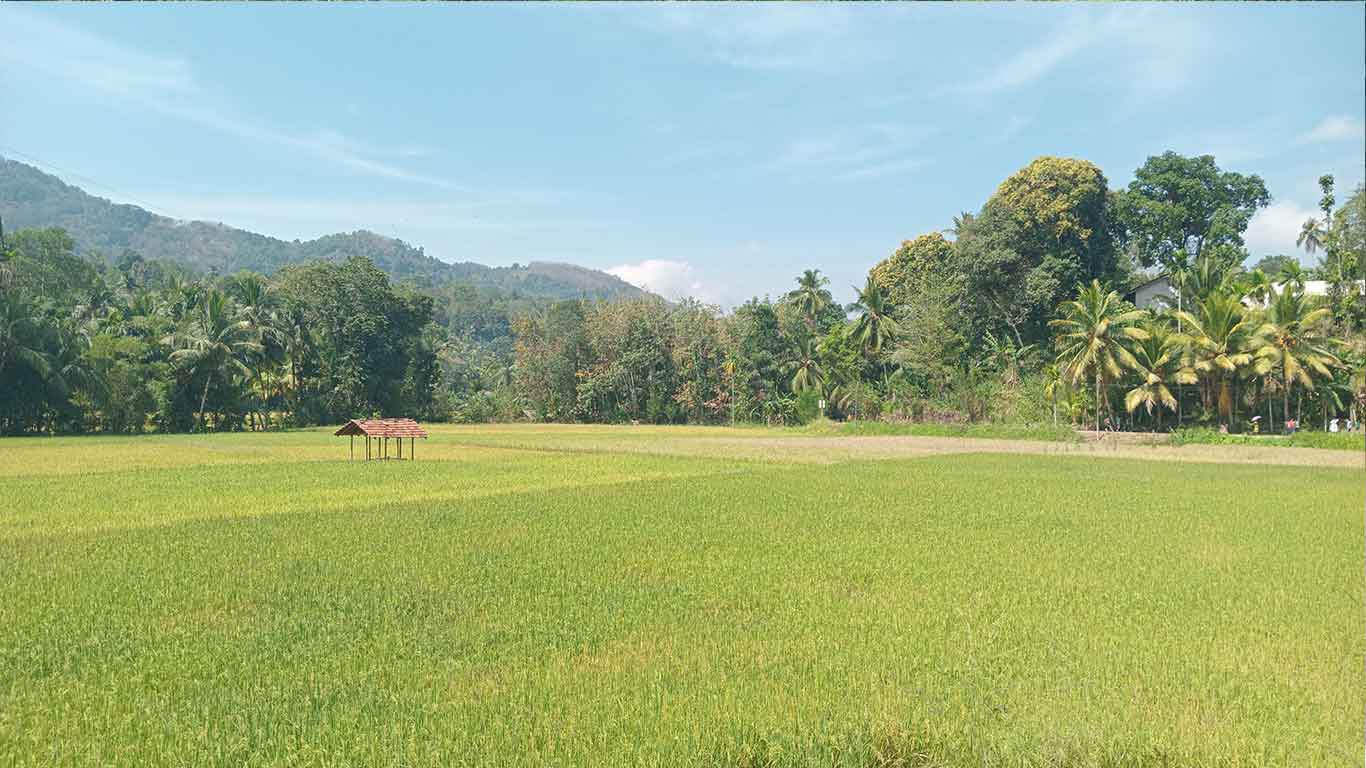 කහවන්දල ගමේ කෘෂිකර්ම කටයුතු