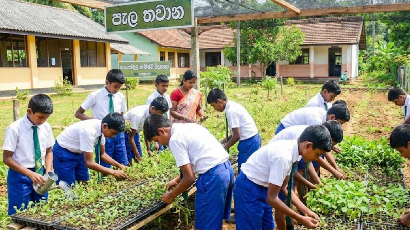 තවාන් තැටියක වැඩෙන නිරෝගී මිරිස් පැළ