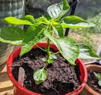 විවිධ මිරිස් ප්‍රභේදවල බීජ පැකට්